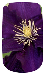 DAROYAL-024 Purple Cylmaties